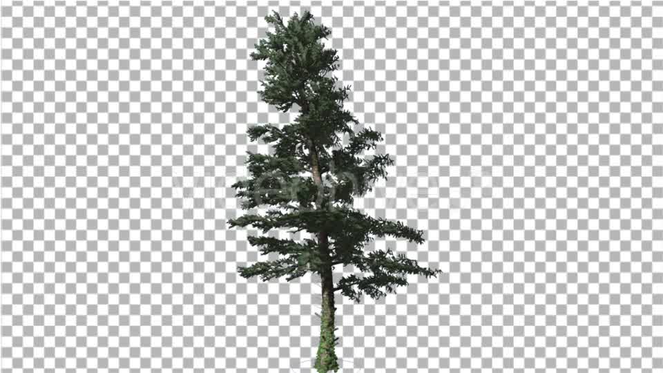 White Fir Branches Are Swaying at the Wind Videohive 19596374 Motion Graphics Image 8