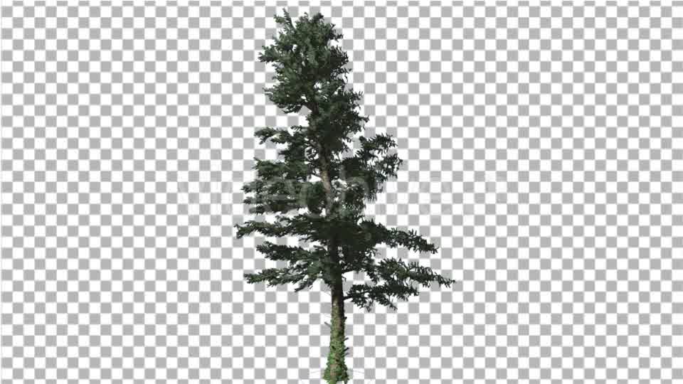 White Fir Branches Are Swaying at the Wind Videohive 19596374 Motion Graphics Image 9