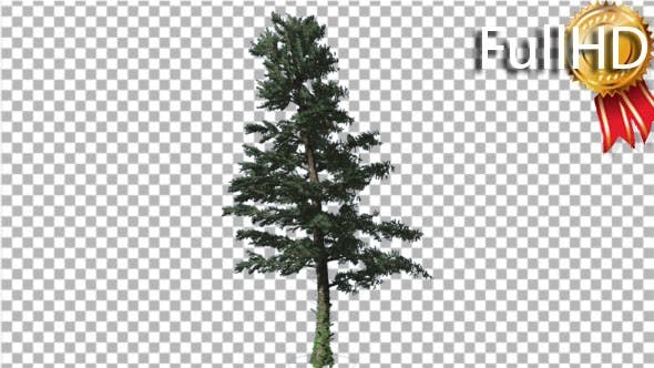 White Fir Branches Are Swaying at the Wind - 19596374 Download Videohive