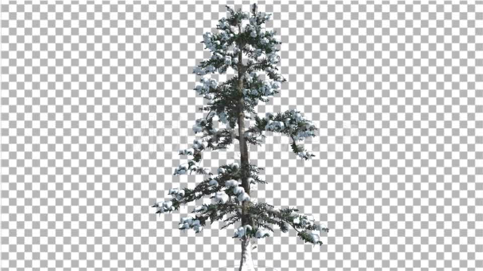 White Fir Snow on a Branches Thin Trunk Small Videohive 16958432 Motion Graphics Image 1