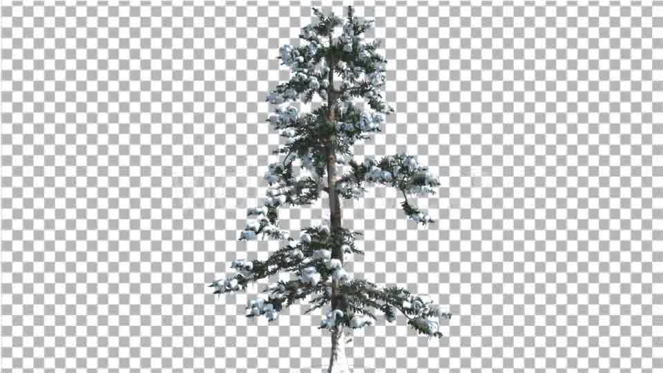 White Fir Snow on a Branches Thin Trunk Small Videohive 16958432 Motion Graphics Image 10