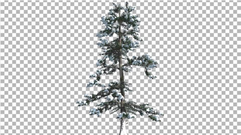 White Fir Snow on a Branches Thin Trunk Small Videohive 16958432 Motion Graphics Image 2