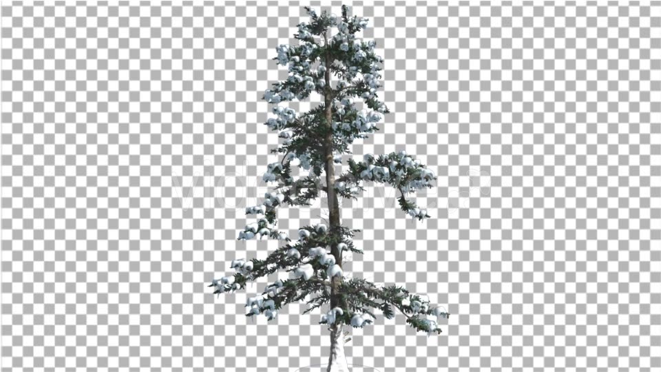 White Fir Snow on a Branches Thin Trunk Small Videohive 16958432 Motion Graphics Image 5