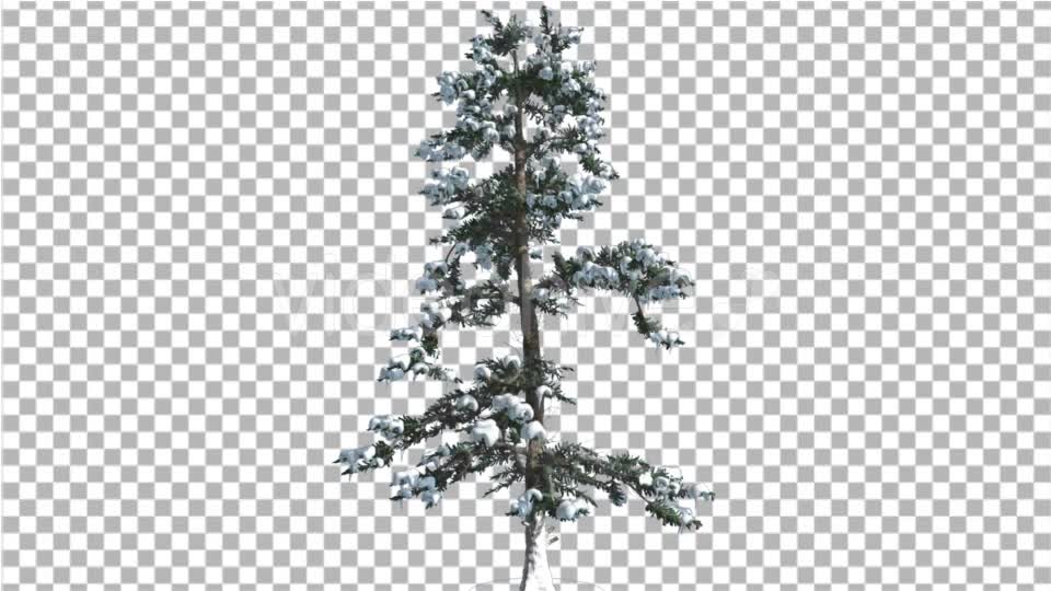 White Fir Snow on a Branches Thin Trunk Small Videohive 16958432 Motion Graphics Image 7