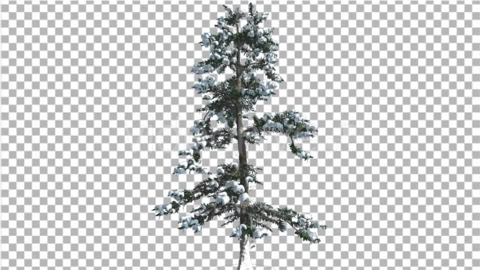 White Fir Snow on a Branches Thin Trunk Small Videohive 16958432 Motion Graphics Image 8