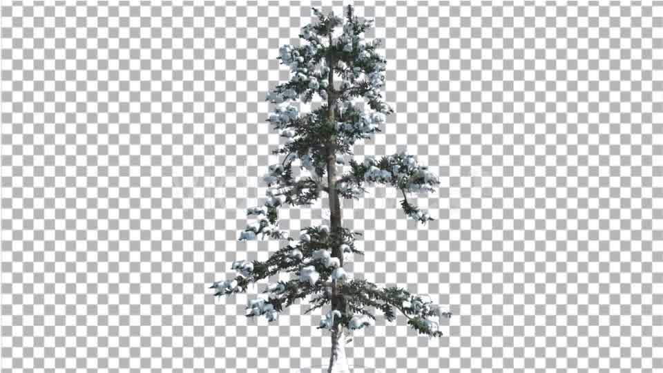 White Fir Snow on a Branches Thin Trunk Small Videohive 16958432 Motion Graphics Image 9