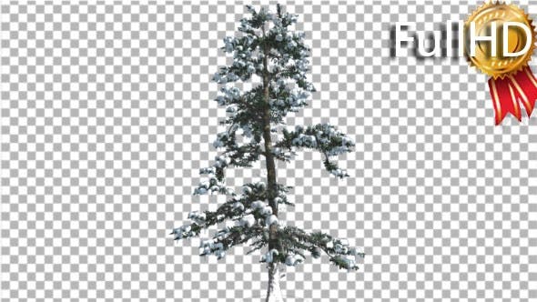 White Fir Snow on a Branches Thin Trunk Small - 16958432 Download Videohive
