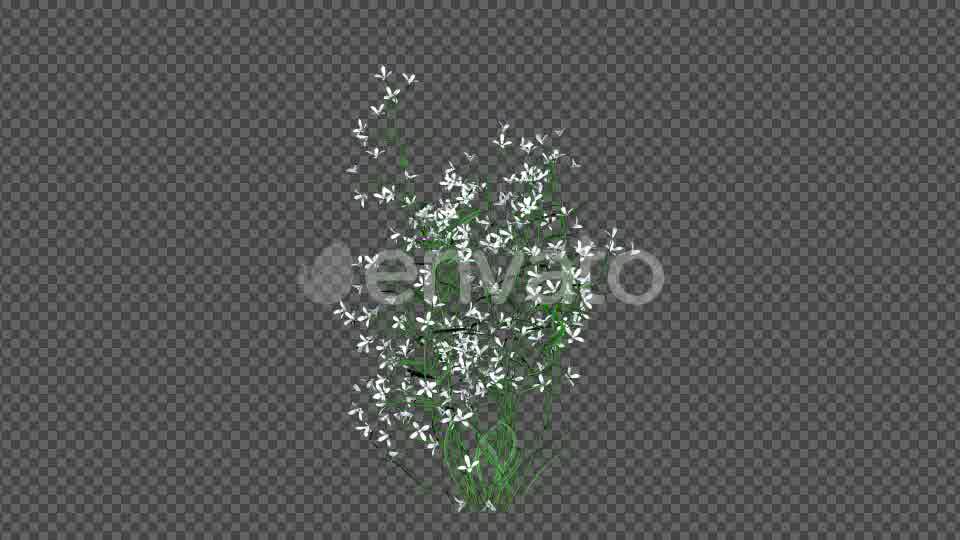 White Flowers Videohive 22392036 Motion Graphics Image 10