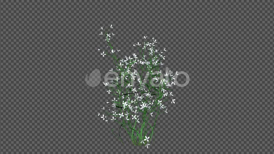 White Flowers Videohive 22392036 Motion Graphics Image 5