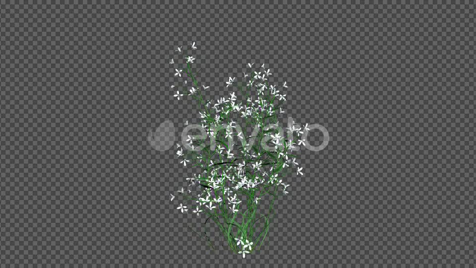 White Flowers Videohive 22392036 Motion Graphics Image 6