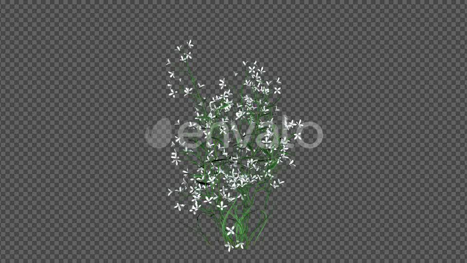 White Flowers Videohive 22392036 Motion Graphics Image 7