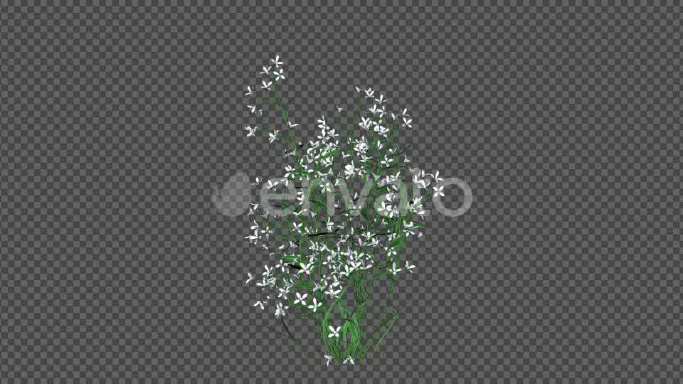 White Flowers Videohive 22392036 Motion Graphics Image 8