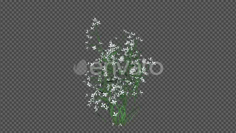 White Flowers Videohive 22392036 Motion Graphics Image 9