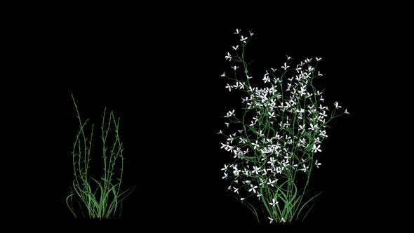 White Flowers - Videohive Download 22392036