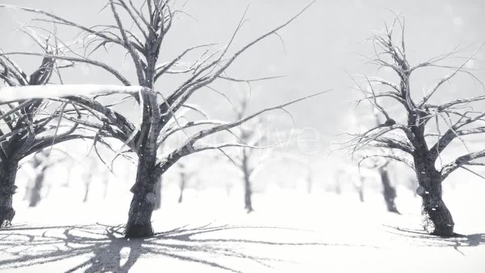 White Forest Videohive 18464098 Motion Graphics Image 1