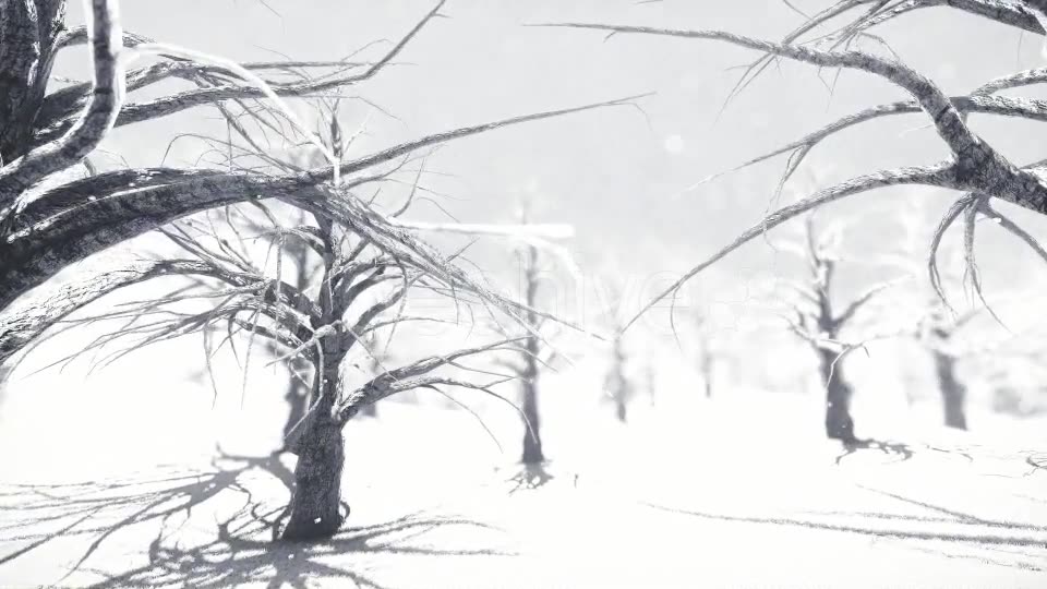White Forest Videohive 18464098 Motion Graphics Image 10