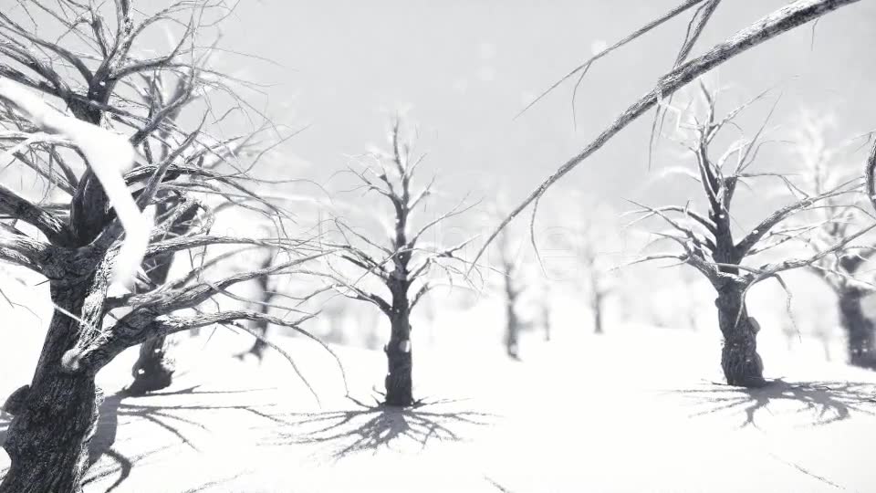 White Forest Videohive 18464098 Motion Graphics Image 11