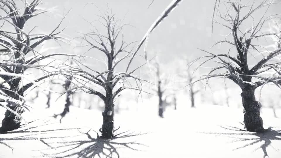 White Forest Videohive 18464098 Motion Graphics Image 12