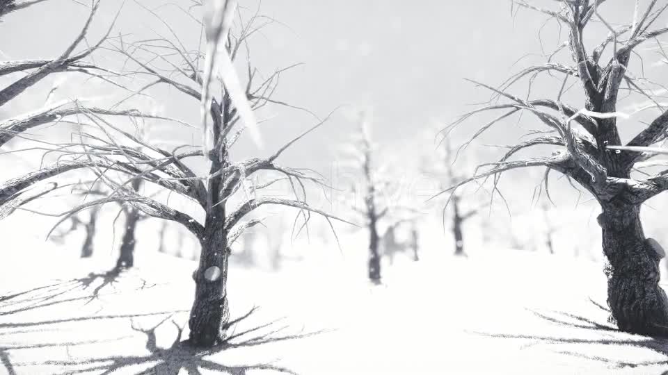 White Forest Videohive 18464098 Motion Graphics Image 13