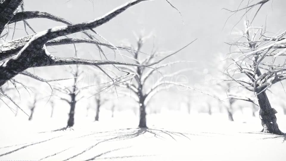 White Forest Videohive 18464098 Motion Graphics Image 3