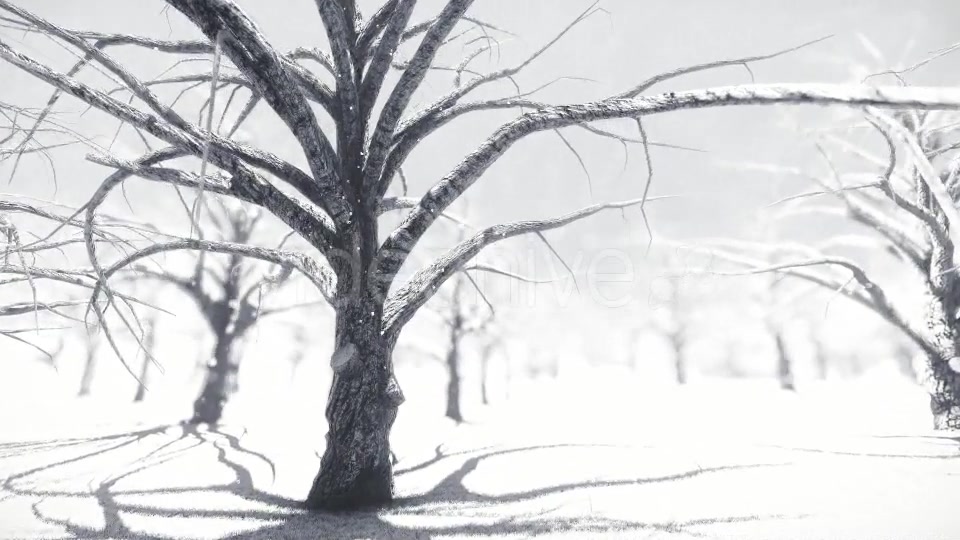 White Forest Videohive 18464098 Motion Graphics Image 5
