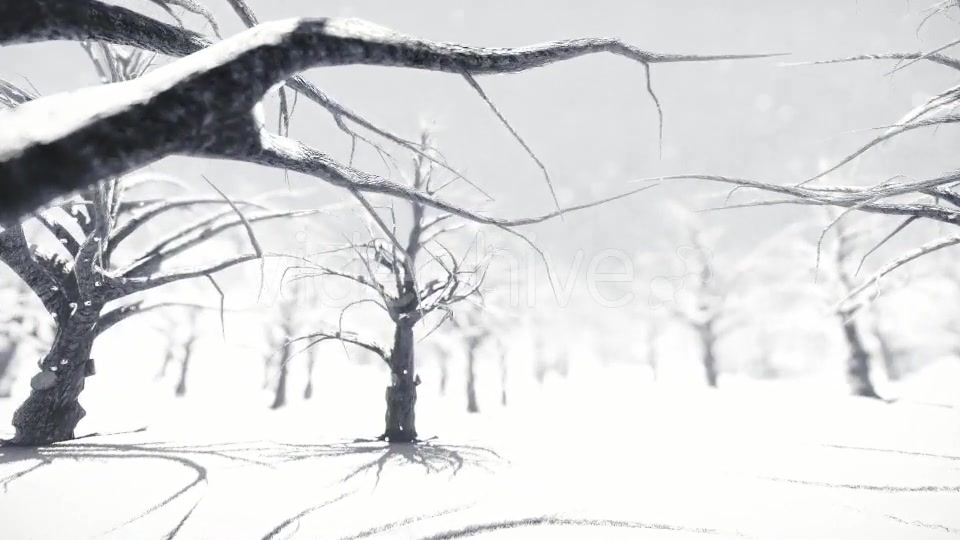 White Forest Videohive 18464098 Motion Graphics Image 6
