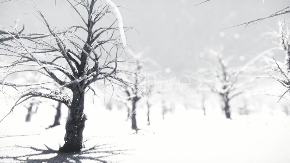 White Forest Videohive 18464098 Motion Graphics Image 7