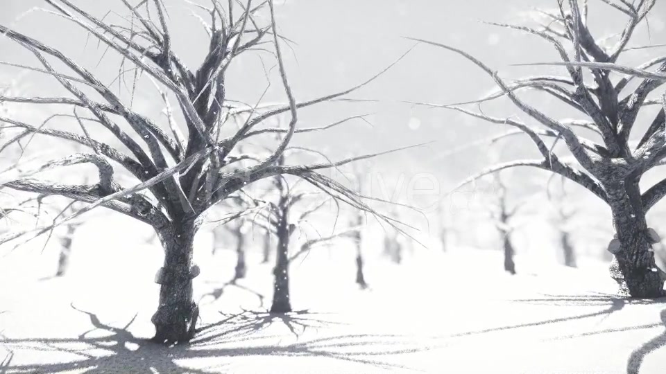 White Forest Videohive 18464098 Motion Graphics Image 9