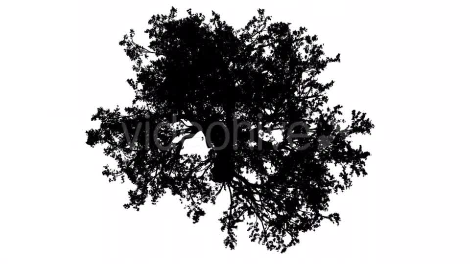 White Oak Quercus Alba Crown Top Down Silhouette Videohive 15202847 Motion Graphics Image 1
