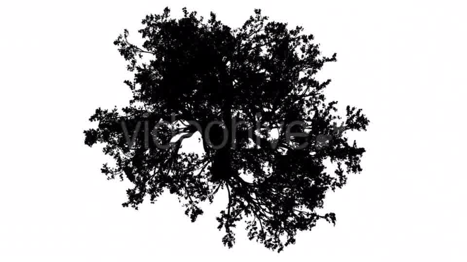 White Oak Quercus Alba Crown Top Down Silhouette Videohive 15202847 Motion Graphics Image 10