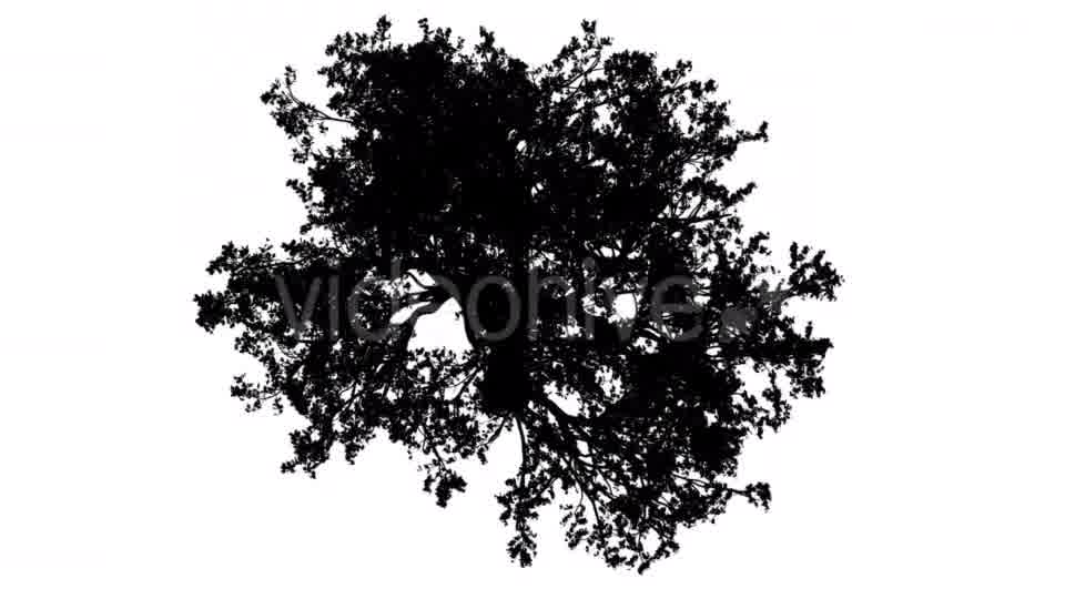 White Oak Quercus Alba Crown Top Down Silhouette Videohive 15202847 Motion Graphics Image 11