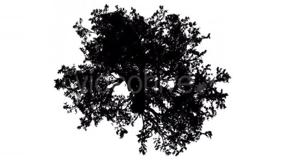 White Oak Quercus Alba Crown Top Down Silhouette Videohive 15202847 Motion Graphics Image 12