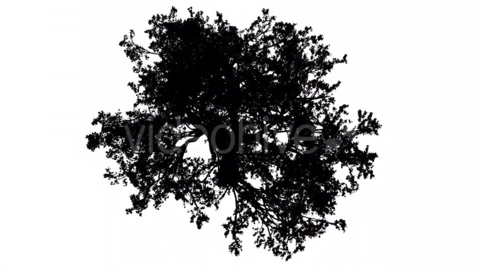 White Oak Quercus Alba Crown Top Down Silhouette Videohive 15202847 Motion Graphics Image 2
