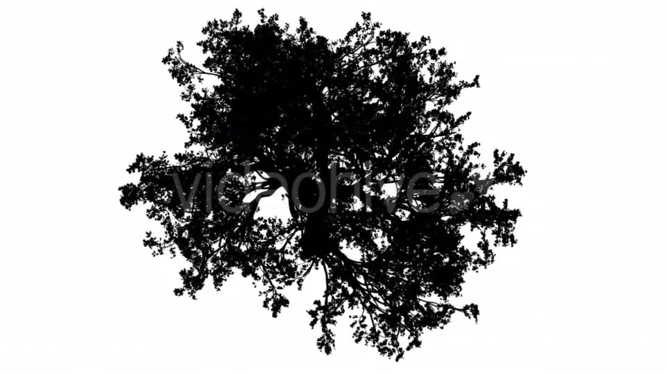 White Oak Quercus Alba Crown Top Down Silhouette Videohive 15202847 Motion Graphics Image 3