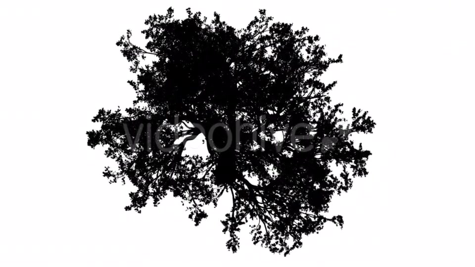 White Oak Quercus Alba Crown Top Down Silhouette Videohive 15202847 Motion Graphics Image 4
