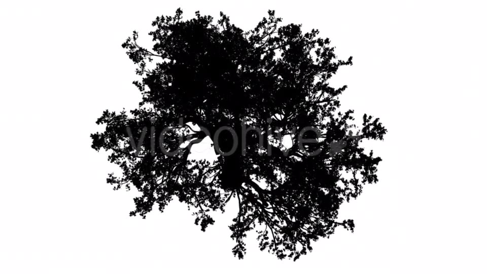 White Oak Quercus Alba Crown Top Down Silhouette Videohive 15202847 Motion Graphics Image 5