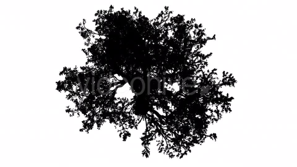 White Oak Quercus Alba Crown Top Down Silhouette Videohive 15202847 Motion Graphics Image 6