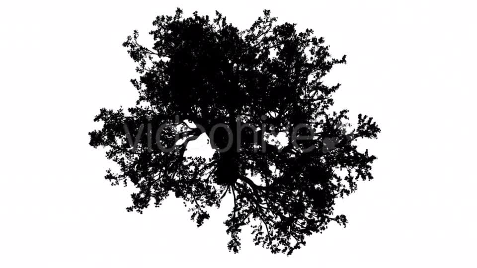 White Oak Quercus Alba Crown Top Down Silhouette Videohive 15202847 Motion Graphics Image 7