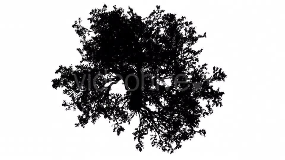 White Oak Quercus Alba Crown Top Down Silhouette Videohive 15202847 Motion Graphics Image 8