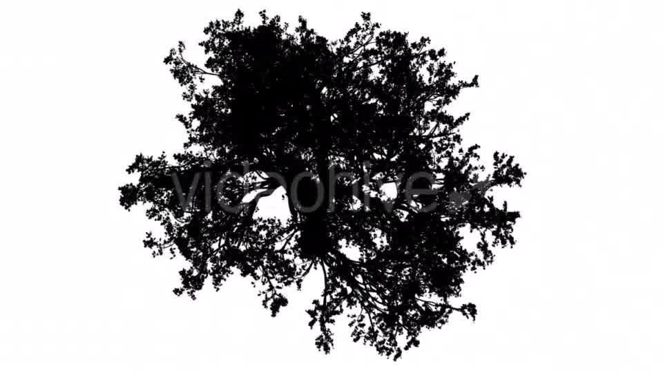 White Oak Quercus Alba Crown Top Down Silhouette Videohive 15202847 Motion Graphics Image 9