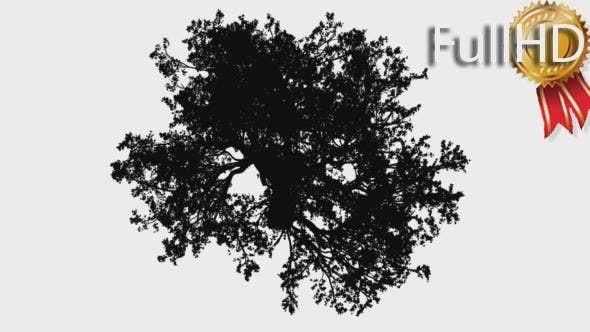 White Oak Quercus Alba Crown Top Down Silhouette - Download 15202847 Videohive