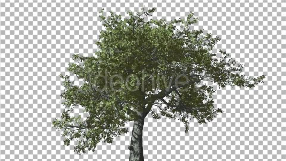 White Oak Tree is Swaying at Strong Wind Green Videohive 14768909 Motion Graphics Image 1