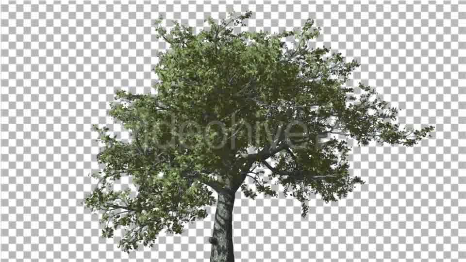 White Oak Tree is Swaying at Strong Wind Green Videohive 14768909 Motion Graphics Image 10