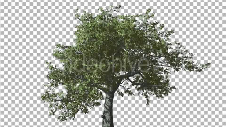 White Oak Tree is Swaying at Strong Wind Green Videohive 14768909 Motion Graphics Image 11