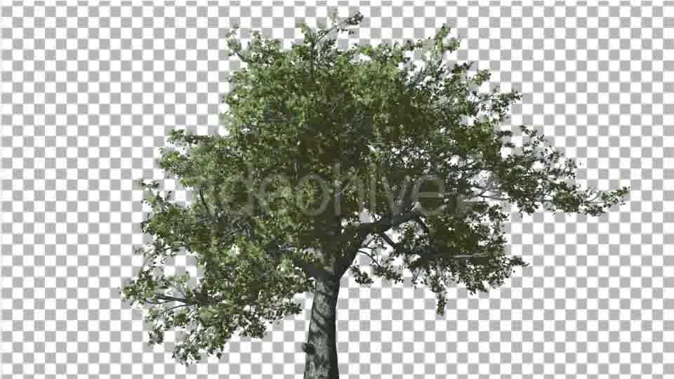 White Oak Tree is Swaying at Strong Wind Green Videohive 14768909 Motion Graphics Image 12