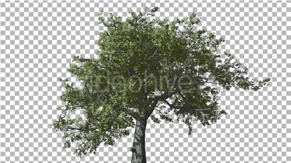 White Oak Tree is Swaying at Strong Wind Green Videohive 14768909 Motion Graphics Image 3