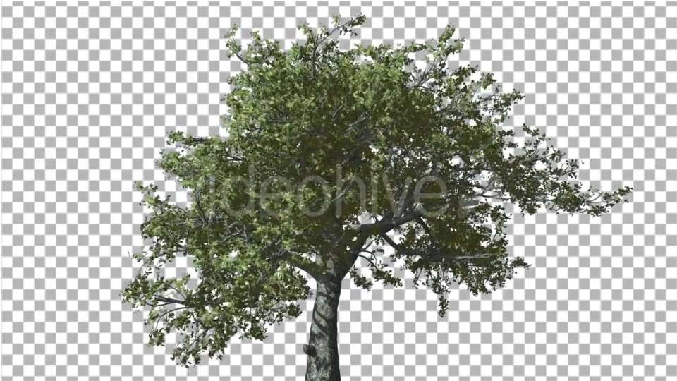 White Oak Tree is Swaying at Strong Wind Green Videohive 14768909 Motion Graphics Image 4