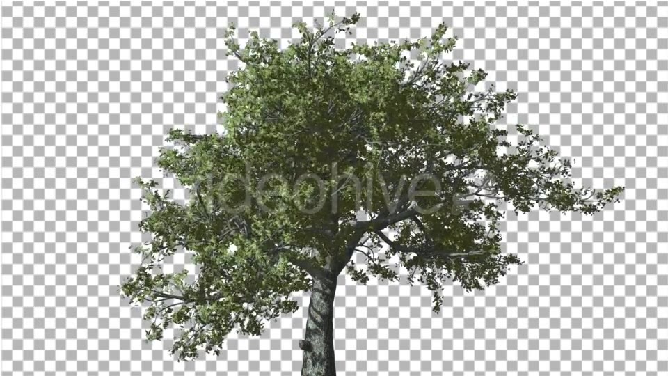 White Oak Tree is Swaying at Strong Wind Green Videohive 14768909 Motion Graphics Image 5