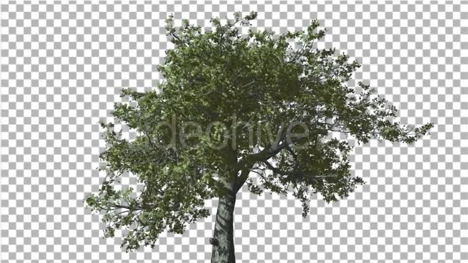 White Oak Tree is Swaying at Strong Wind Green Videohive 14768909 Motion Graphics Image 8