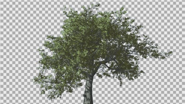 White Oak Tree is Swaying at Strong Wind Green - Videohive Download 14768909